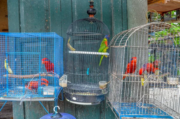 The Birds Market, Yogyakarta, Java, Indonesia — Stock Photo, Image