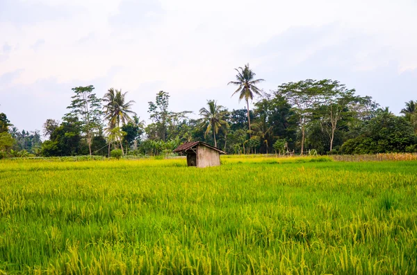 The green fields of Java, Indonesia — Stock Photo, Image