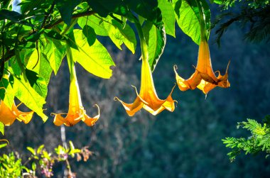 Çiçekler, Java, Endonezya