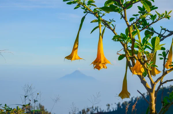 Mountain view, Java, Indonesia — Stock Photo, Image