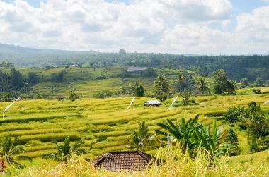 Pirinç hasat, Bali, Endonezya
