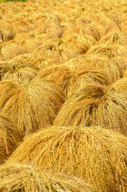 Pirinç hasat, Bali, Endonezya