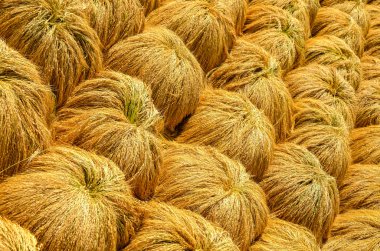 Pirinç hasat, Bali, Endonezya