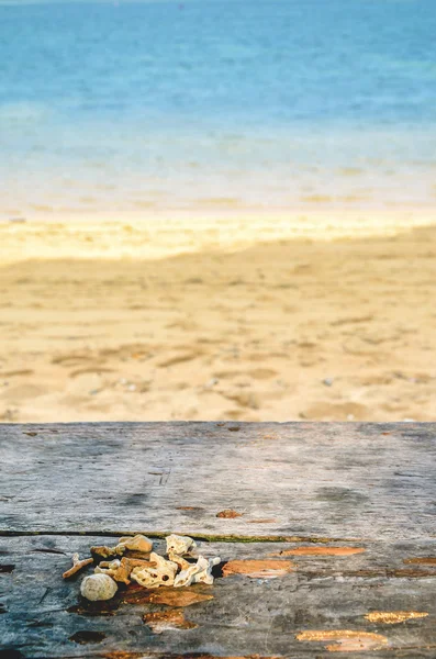 Capac de mare și scoici, Bali, Indonezia — Fotografie, imagine de stoc