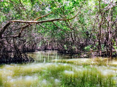 Ria Celestun biyosfer rezerv, Meksika
