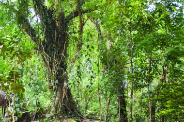 Forest, Chiapas, Meksika