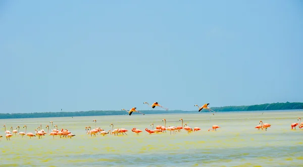 Ria Celestun Biosphere Reserve, Mexico — Stock Photo, Image