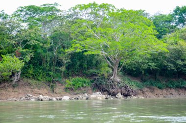 Lacandon ormanı, Chiapas, Meksika 