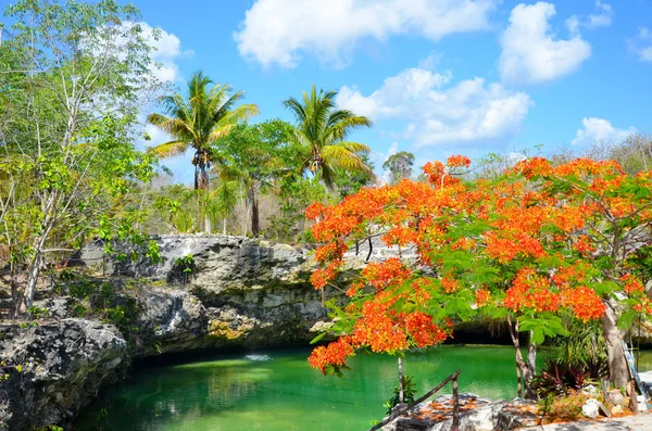 Cenote Tortuga, Coba, Yucatan, Mexico — Stock Photo, Image