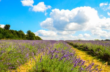 Lavanta çiftliği, North Surrey Hills, İngiltere'de. 19 Temmuz
