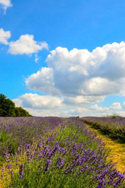 Lavanta çiftliği, North Surrey Hills, İngiltere'de. 19 Temmuz
