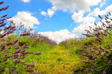 Lavanta çiftliği, North Surrey Hills, İngiltere'de. 19 Temmuz