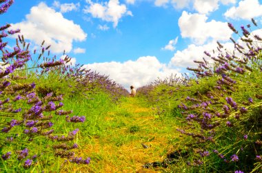 Lavanta çiftliği, North Surrey Hills, İngiltere'de genç kadın. 19 Temmuz