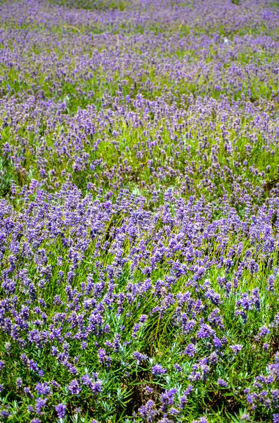 Levandulová farma, North Surrey Hills, Velká Británie. 19. července — Stock fotografie