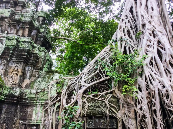 Siem Sklíz, Kambodža. 1. září 2015: chrám Ta Prohm zarostlý stromy, Angkor Wat — Stock fotografie