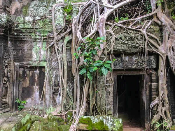 SIEM REAP, CAMBODIA. SEPTEMBER 1, 2015: Ta Prohm Temple overgrown with trees, Angkor Wat — Stock Photo, Image