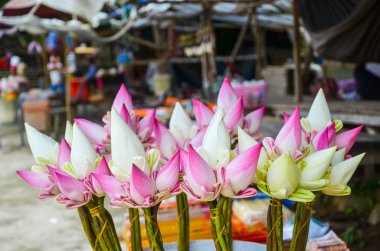 Budist dini tören, Oudong, Kamboçya için Lotus çiçekleri
