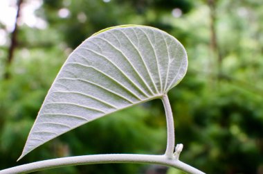 Yeşil yaprak ünlü Singapur Botanik Bahçesi içinde yakın çekim