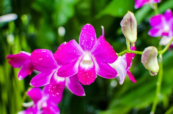 Крупный план орхидеи в знаменитом Сингапурском ботаническом саду — стоковое фото
