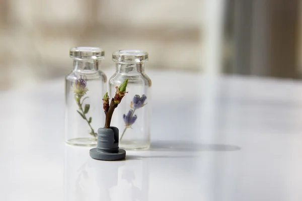 生活的植物之间植物在一张白纸的玻璃瓶 ta 图库照片