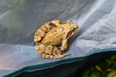 Çevrede Yeşil Çimlerin Üzerinde Oturan Yaygın Kurbağa