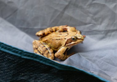 Çevrede Yeşil Çimlerin Üzerinde Oturan Yaygın Kurbağa