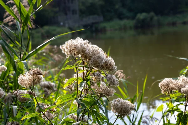 Narin kır çiçekleri Serene Gölü 'nün kenarında çiçek açıyor.