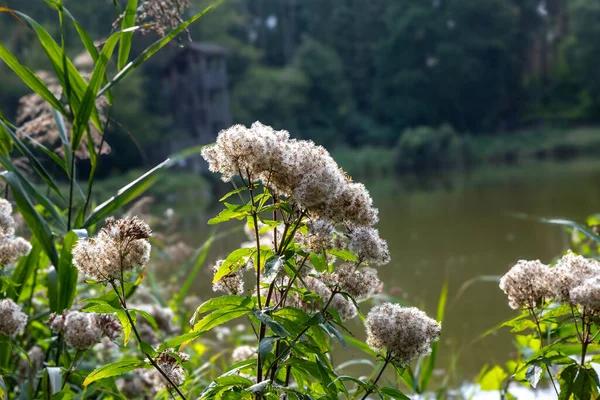 Narin kır çiçekleri Serene Gölü 'nün kenarında çiçek açıyor.