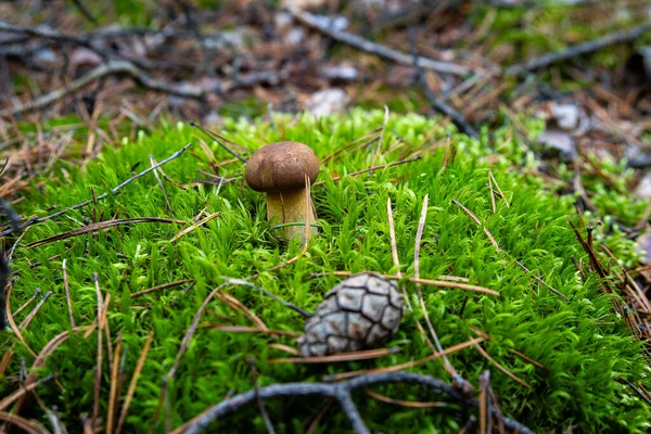 Sonbahar ormanlarında yeşil yosunlarda yetişen küçük kahverengi mantar.