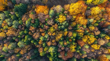Renkli sonbahar ormanlarının hava manzarası