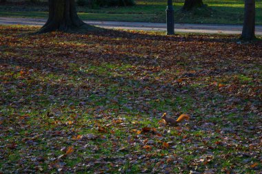 Altın sonbahar parkındaki bir ağacın dibinde kırmızı bir sincap. Sıcak ışık, düşen yapraklar ve şehirdeki huzurlu doğa atmosferi..