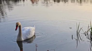 Zarif bir kuğu, yumuşak yansımalar ve yumuşak öğleden sonra tonlarıyla çevrili sessiz bir göl boyunca yavaşça sürüklenir..