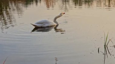 Zarif bir kuğu, yumuşak yansımalar ve yumuşak öğleden sonra tonlarıyla çevrili sessiz bir göl boyunca yavaşça sürüklenir..