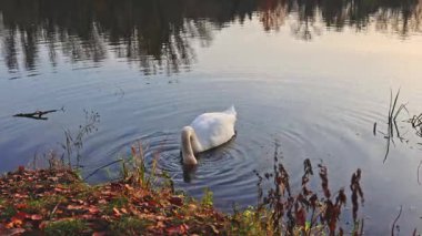 Zarif bir kuğu, yumuşak yansımalar ve yumuşak öğleden sonra tonlarıyla çevrili sessiz bir göl boyunca yavaşça sürüklenir..