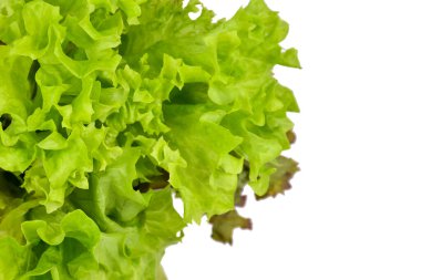 Taze yeşil marul, salata yaprağı, beyaz arka planda izole edilmiş..