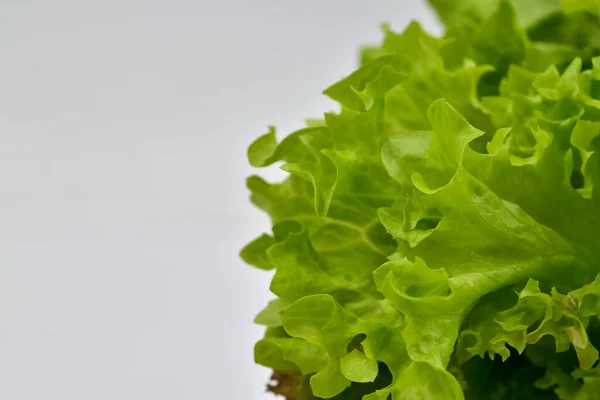 Čerstvý Zelený Listový Salát Salátový List — Stock fotografie