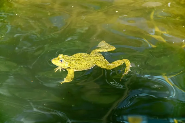 Grenouille Verte Nageant Dans Eau — Photo