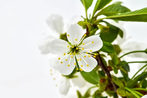 Kirschblütenstände Auf Weißem Hintergrund Blühende Obstbäume Garten — Stockfoto