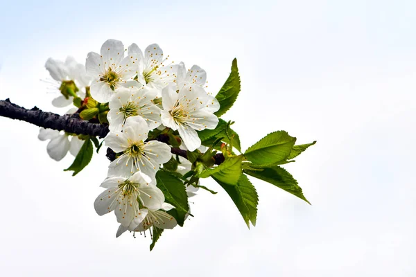 Blühende Obstbäume Garten Kirschblütenstände Himmel — Stockfoto