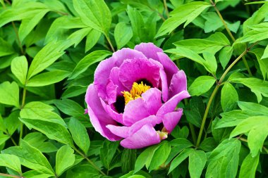 Bahar bahçesinde yemyeşil bir şakayık çiçeği