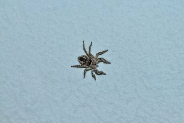 Duvarda bir avcı örümcek (Marpissa muscosa), gri bir arka planda.