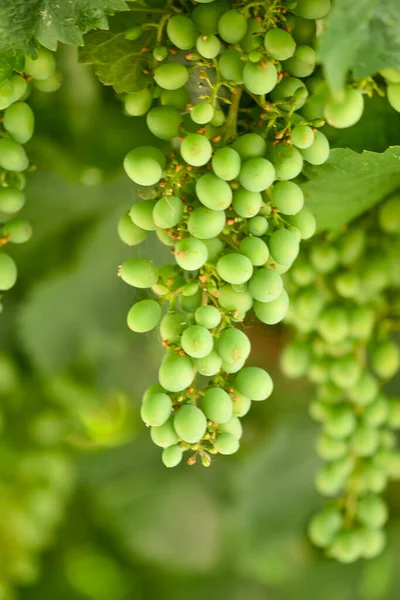 Vertical Photo Green Unripe Young Grapes Garden Natural Background Close — Stockfoto