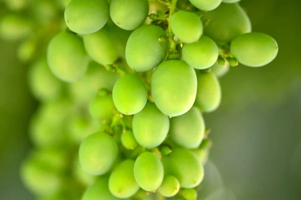 Extreme Close Green Unripe Young Grapes Garden Natural Background Selective — Stockfoto