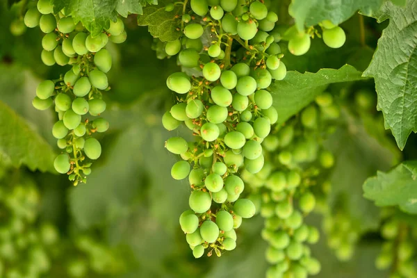 Green Unripe Young Grapes Garden Natural Background Close Selective Focus — Stockfoto