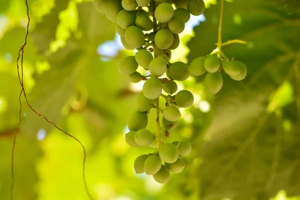 Lumière Chaude Jeunes Raisins Verts Dans Jardin Sur Fond Naturel — Photo