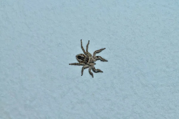 Hunting Jumping Spider Marpissa Muscosa Wall Gray Background — Stock Photo, Image