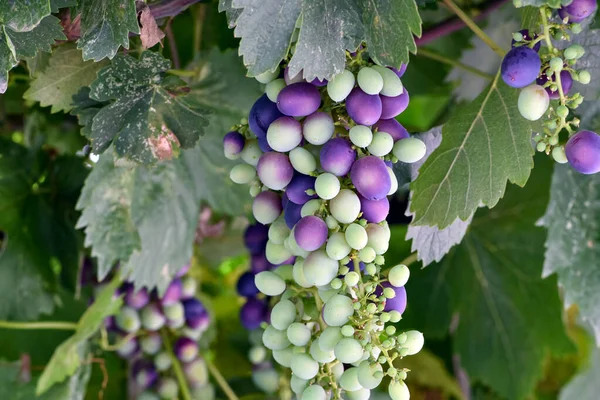 Jeunes Raisins Dans Jardin Sur Fond Naturel Gros Plan — Photo