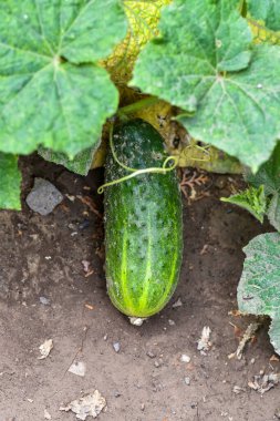 Bahçe yatağında olgun salatalık