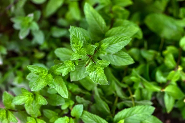 Δυόσμος Δυόσμος Δυόσμος Μέντα Bush Μέντα Menthol Στο Κρεβάτι Του — Φωτογραφία Αρχείου