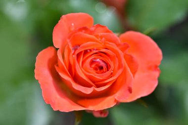 Bahçedeki bir çiçek tarlasında güzel pembe bir gül, fotoğrafın hemen üstünde..